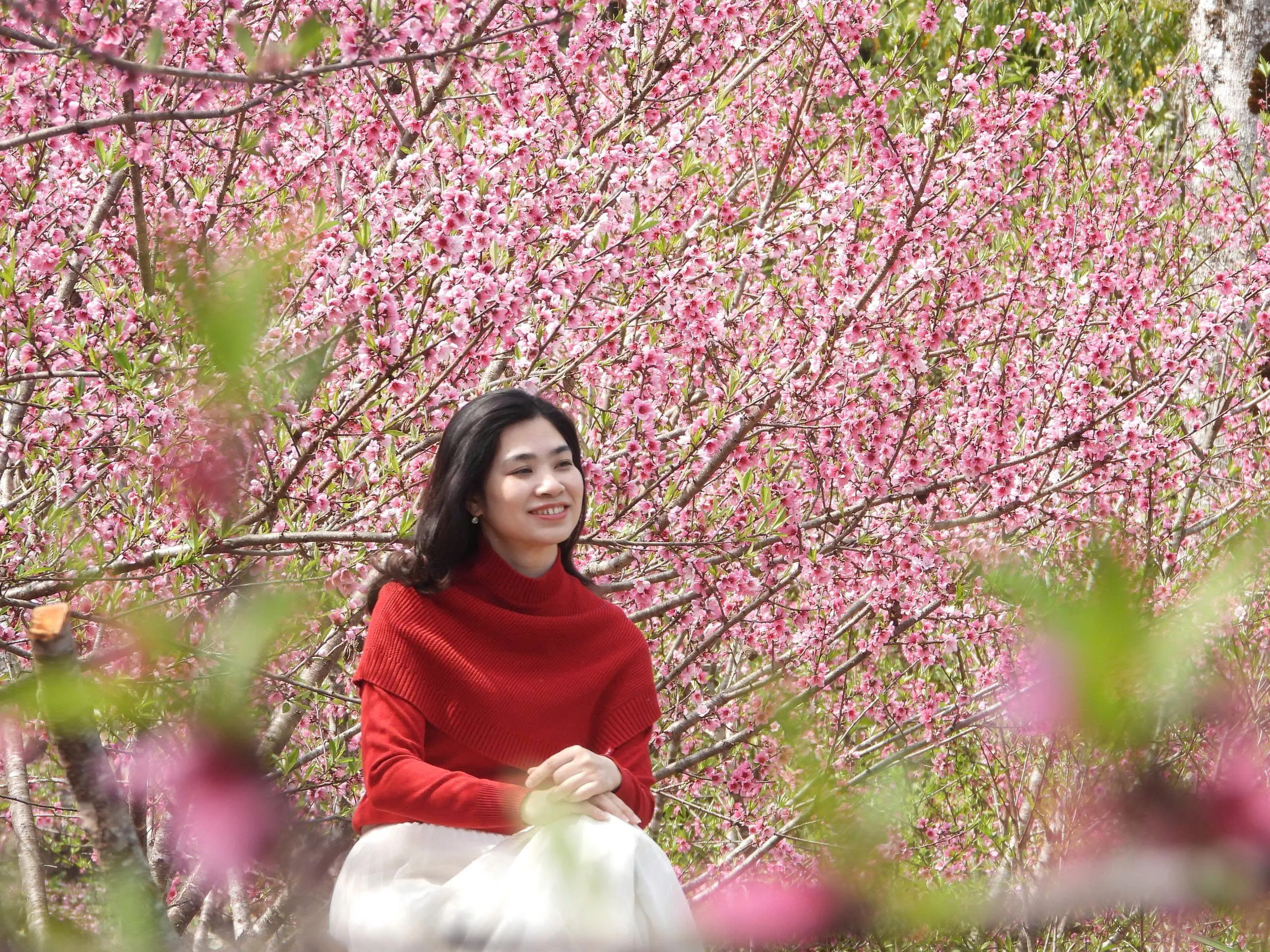Hoa đào mùa xuân