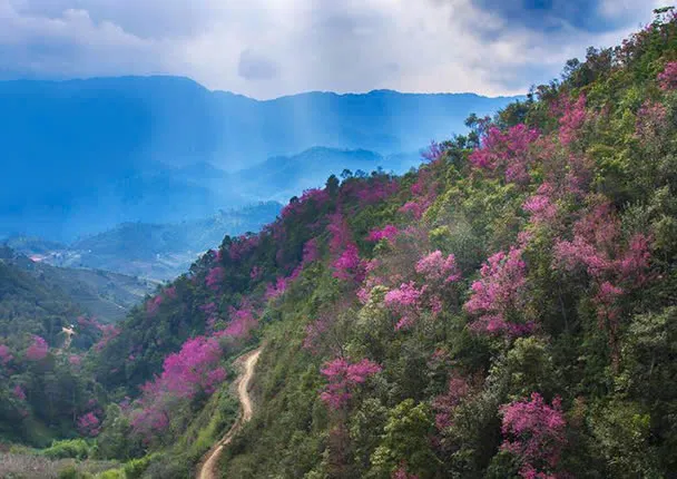 Núi hoa đào nở